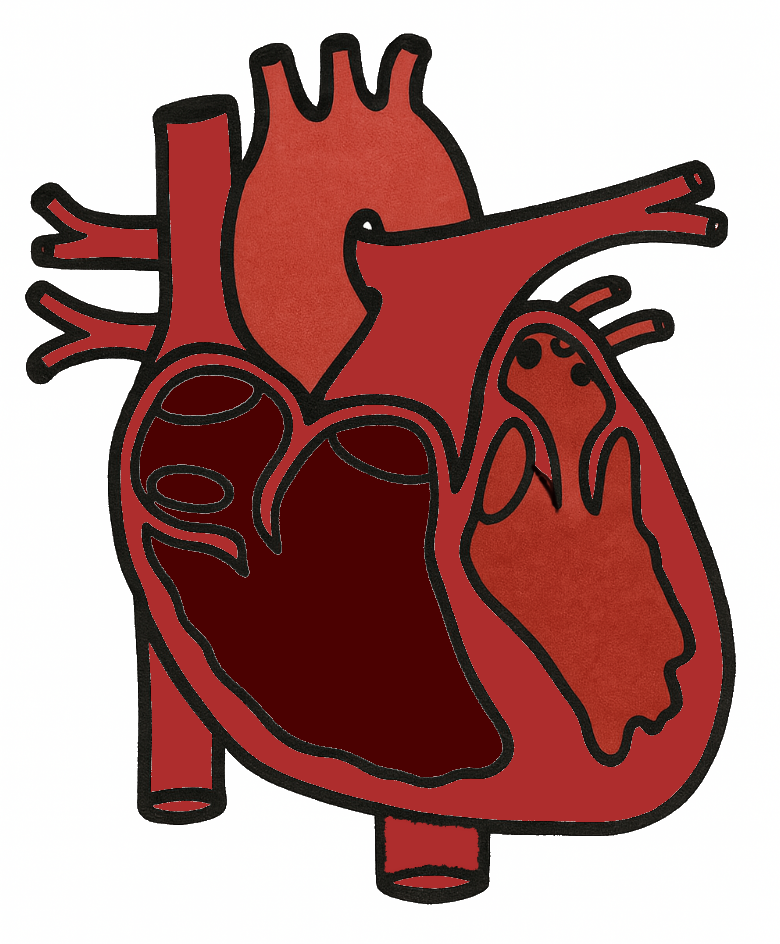 SHDA Logo